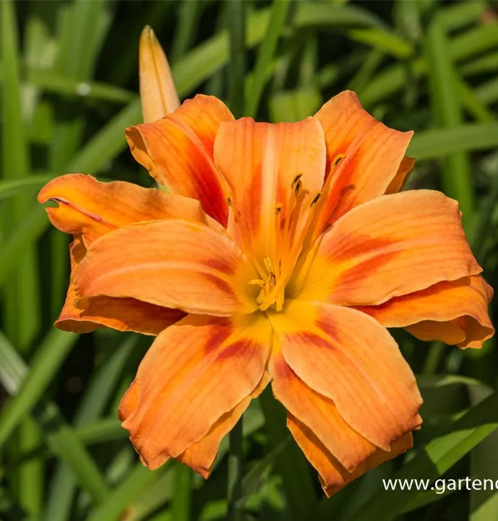 Hemerocallis fulva 'Kwanso'