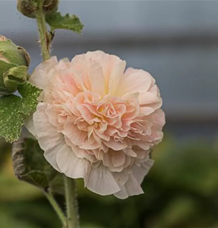 Alcea rosea 'Pleniflora Chaters', lachsrs.