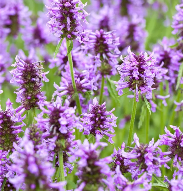 Nepeta nervosa