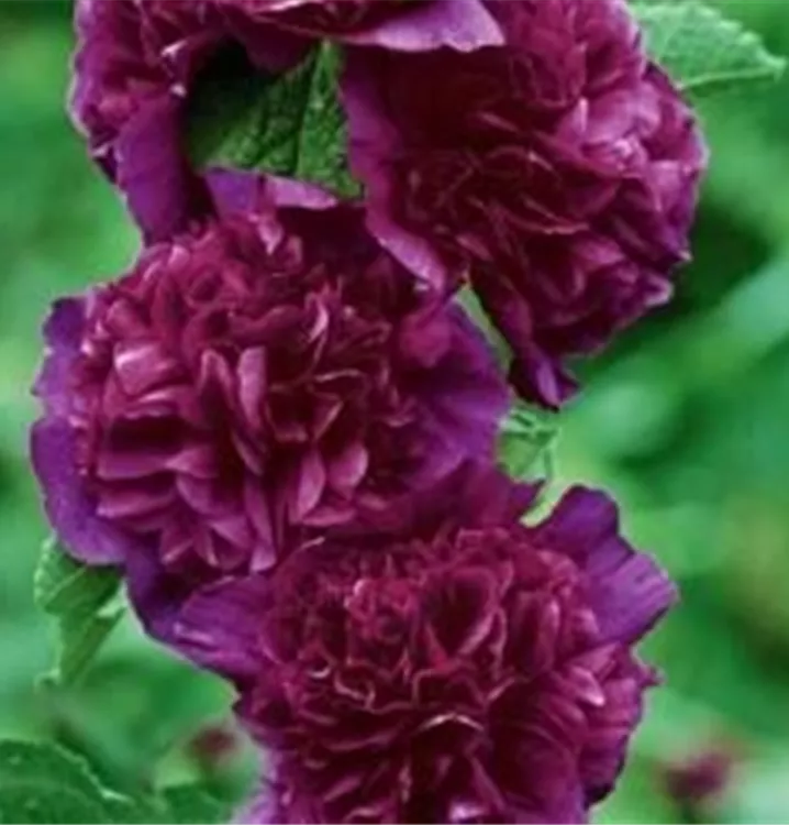 Alcea rosea 'Pleniflora Chaters', violett