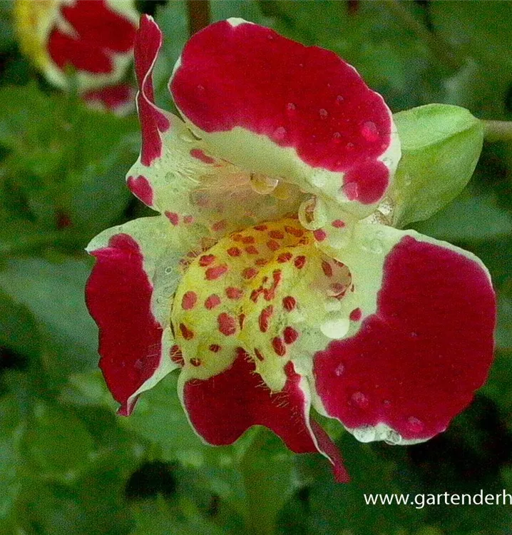 Mimulus luteus 'Tigrinus Grandiflorus'