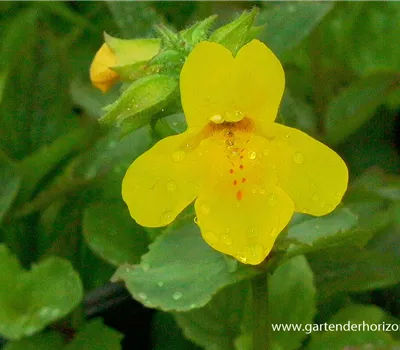 Gelbblühende Gauklerblume