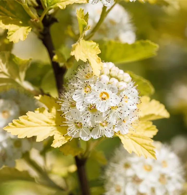 Physocarpus opulifolius 'Golden Nugget'