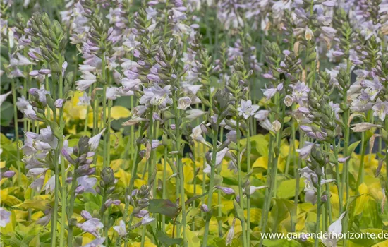 Gelblaubige Garten-Funkie 'August Moon'