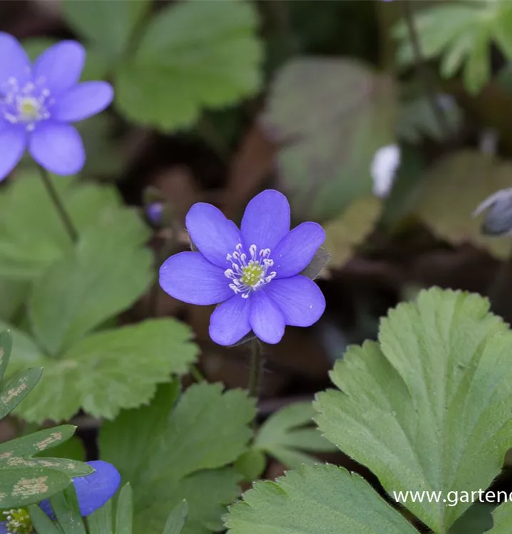 Hepatica nobilis