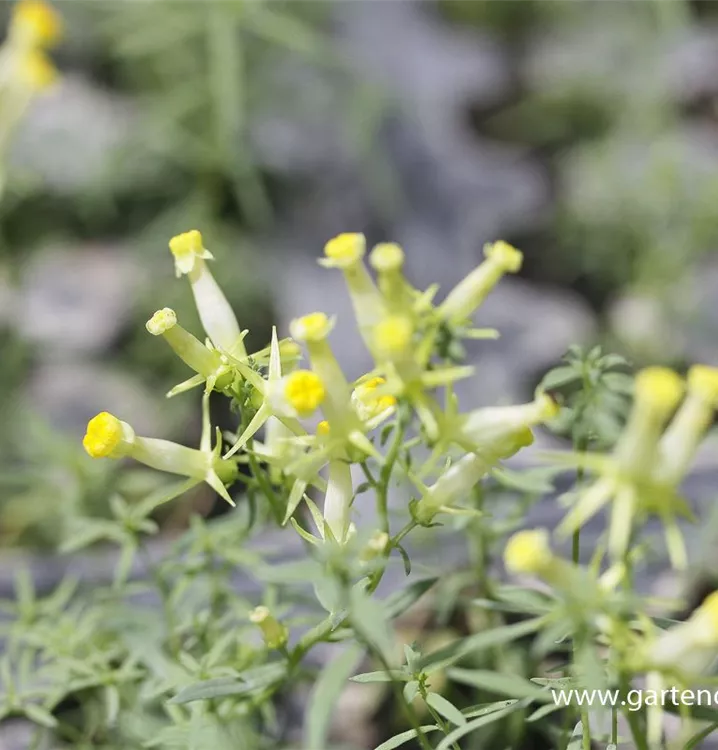 Linaria vulgaris 'Peloric Form'