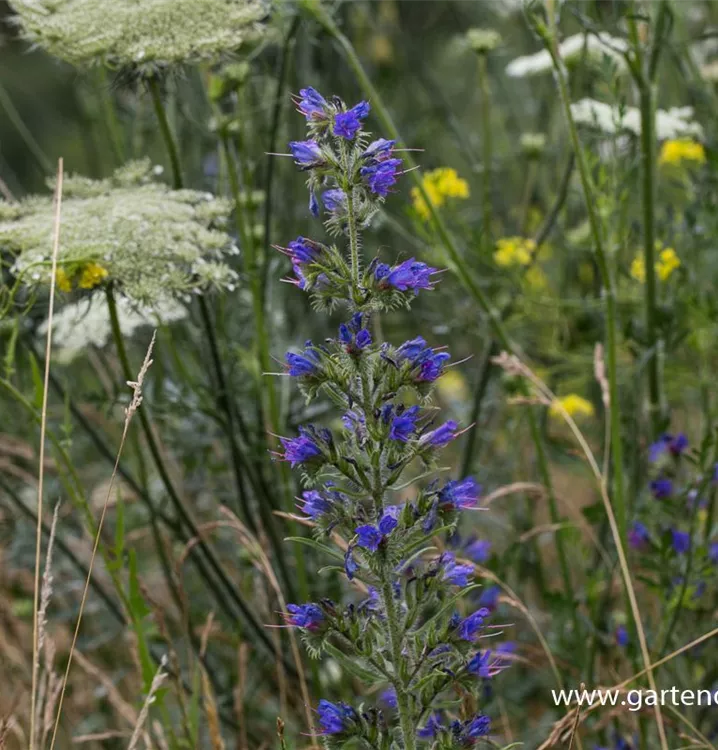 Echium vulgare