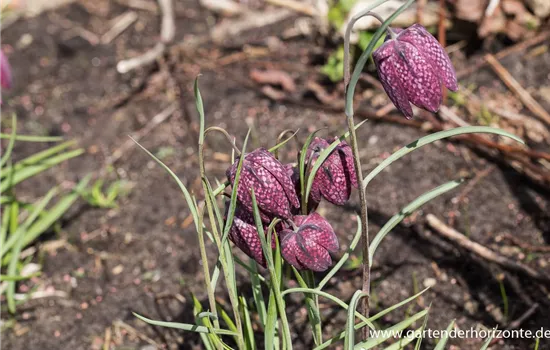 Gewöhnliche Schachblume