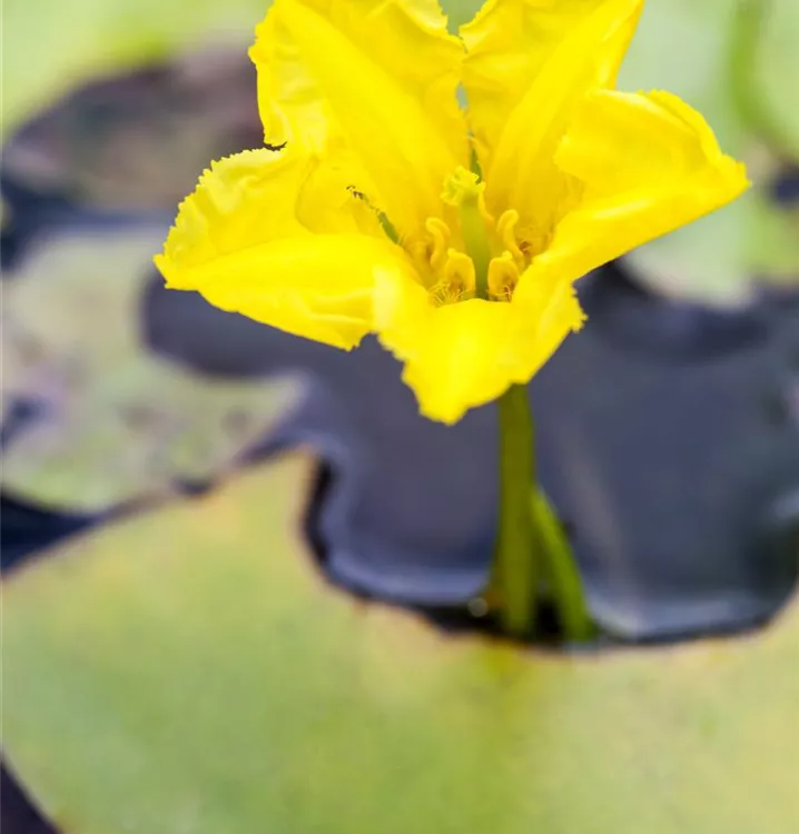 Nymphoides peltata