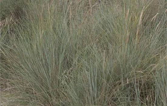 Gewöhnlicher Strandhafer