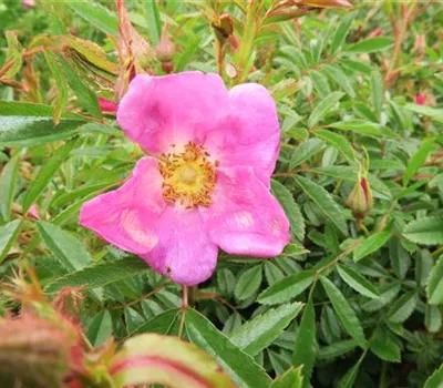 Glanzblättrige Rose