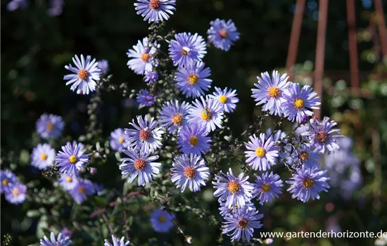 Glatte Garten-Aster 'Calliope'