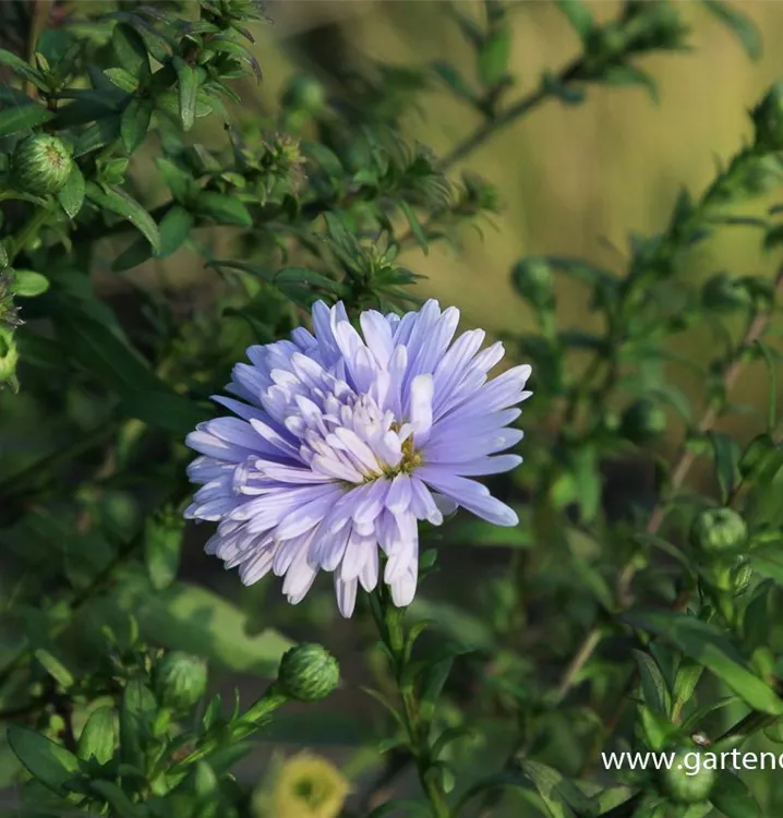 Aster novi-belgii 'Porzellan'