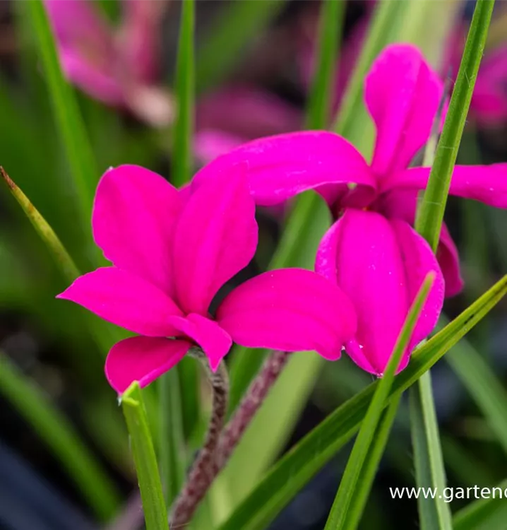 Rhodohypoxis baurii 'Claret'