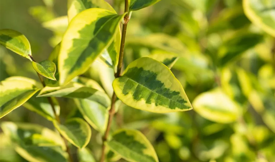 Ligustrum ovalifolium 'Aureum'