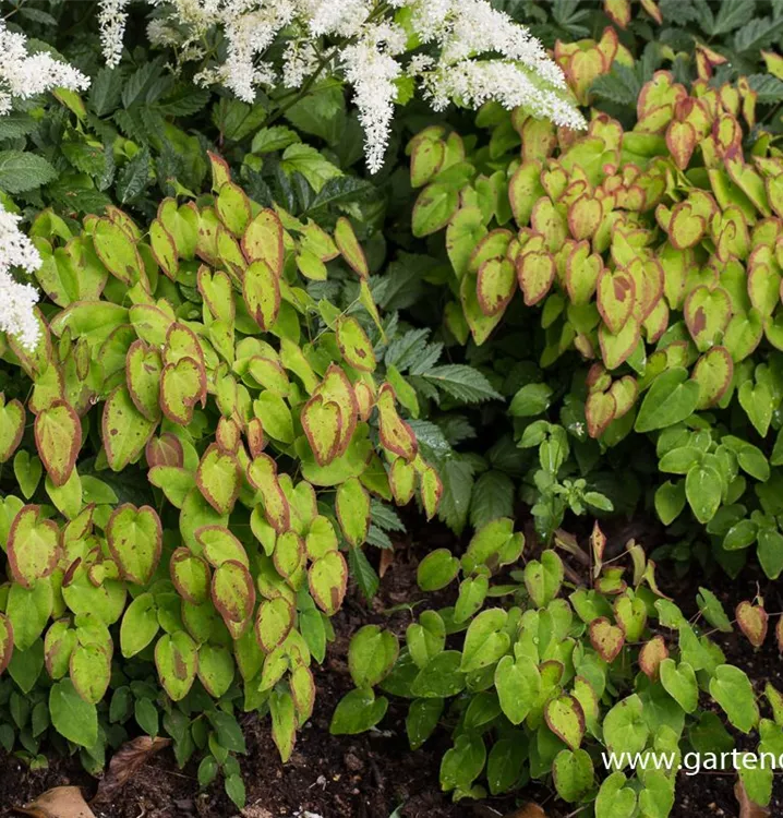 Epimedium grandiflorum 'Creeping Yellow'