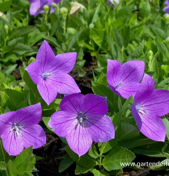 Platycodon grandiflorus 'Astra', blau