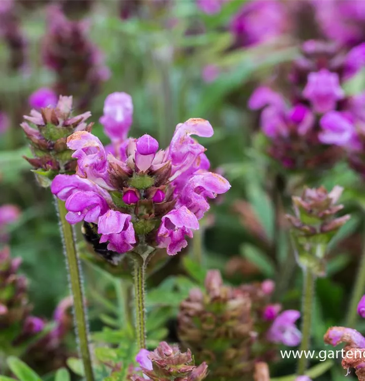 Prunella grandiflora 'Bella Rose'