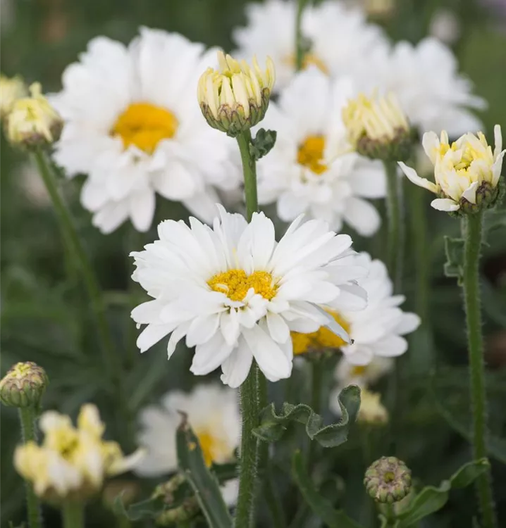 Leucanthemum x superbum 'Paladin'®