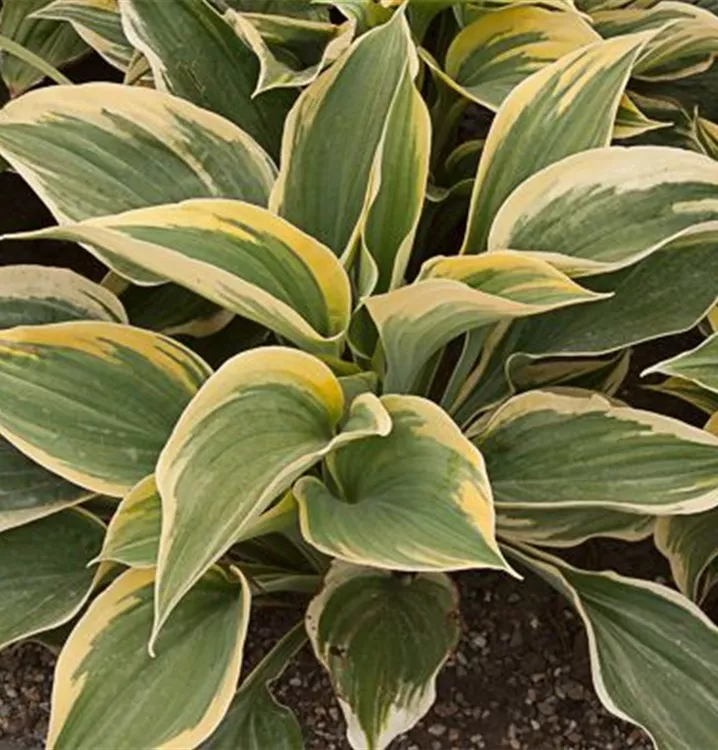 Hosta 'Clifford´s Forest Fire'®