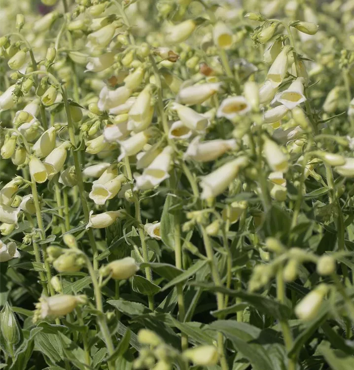 Digitalis grandiflora 'Carillon'