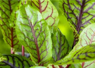 Rumex acetosa