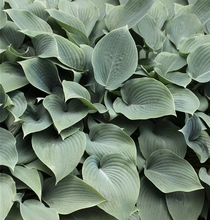 Hosta sieboldiana 'Elegans'