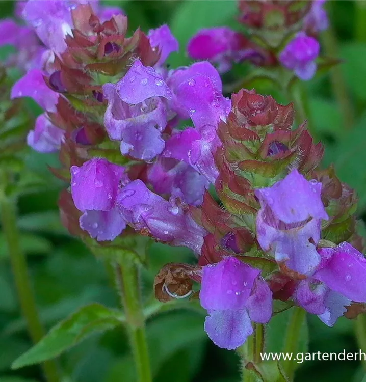 Prunella grandiflora