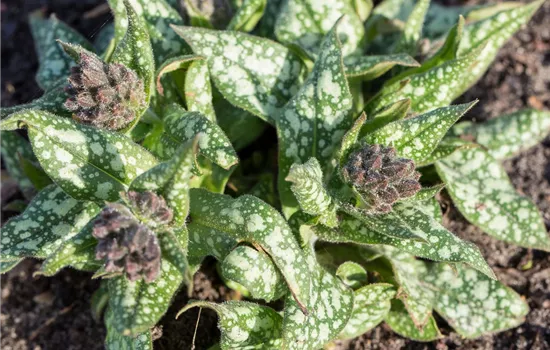 Großgeflecktes Garten-Lungenkraut 'Trevi Fountain'®