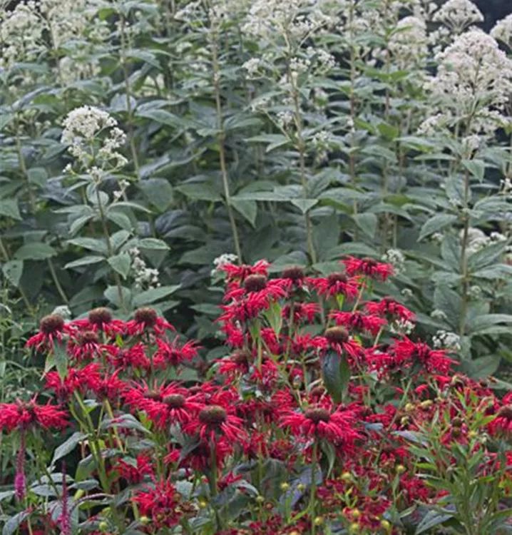 Eupatorium fistulosum 'Ivory Towers'