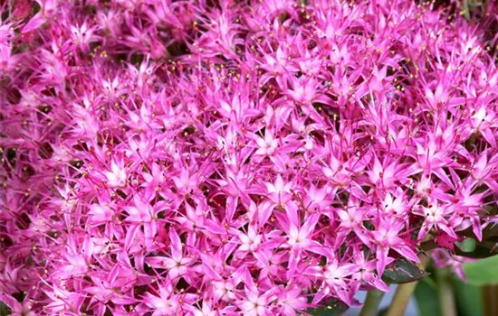 Großes Garten-Fettblatt 'Munstead Dark Red'