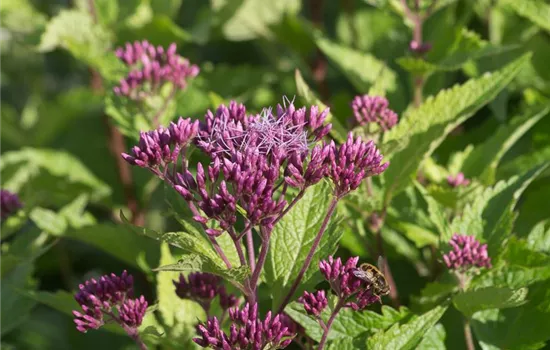 Großer Garten-Wasserdost 'Red Dwarf'