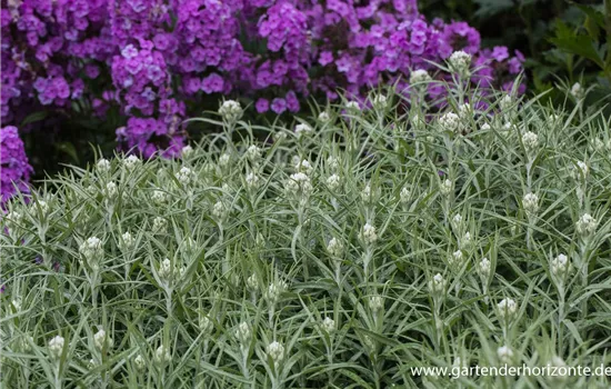 Großes Garten-Perlkörbchen 'Neuschnee'