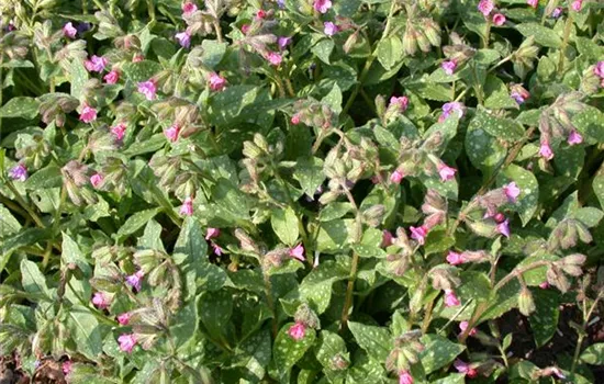 Großgeflecktes Garten-Lungenkraut 'Mrs Moon'