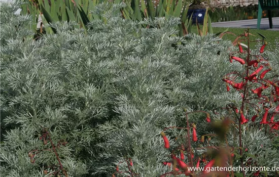 Halbstrauchiger Garten-Wermut 'Powis Castle'