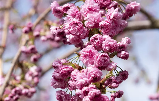 Hängende Nelkenkirsche 'Kiku-shidare-zakura'