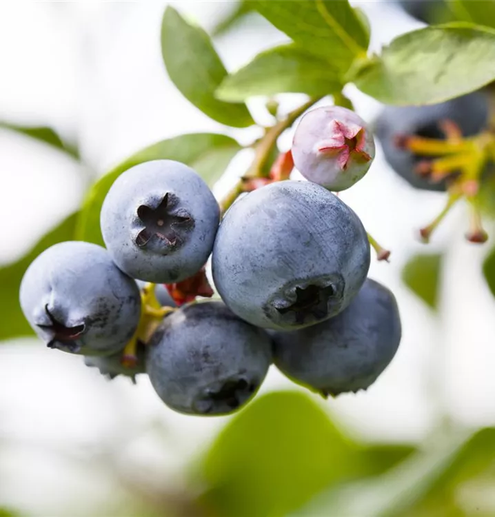 Vaccinium corymbosum 'North Country'