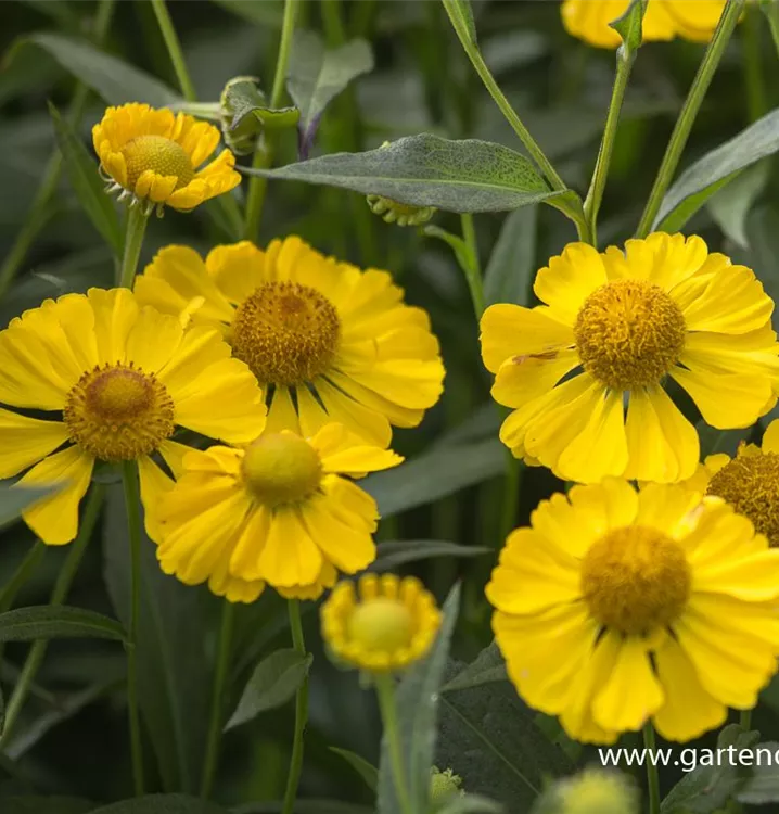 Helenium autumnale 'Helena Yellow'