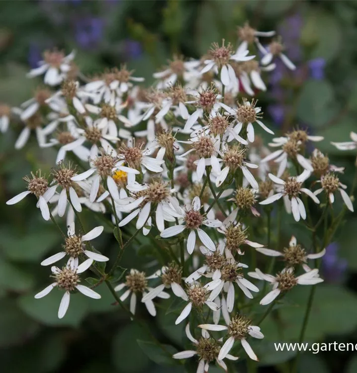 Aster schreberi (macrophyllus Albus)