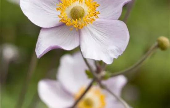 Herbst-Anemone