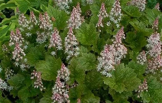 Herzblättrige Schaumblüte