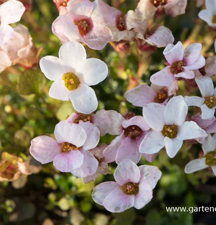 Saxifraga lilacina