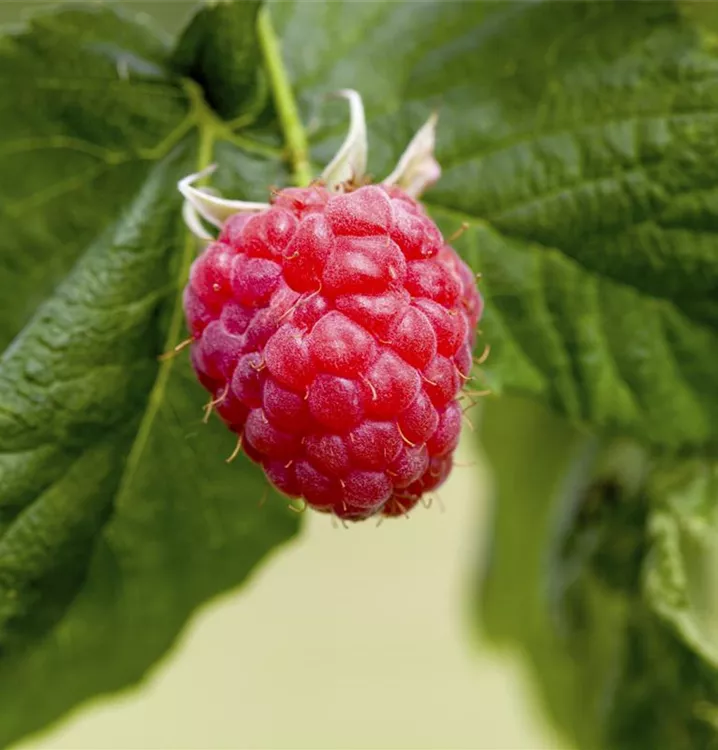 Rubus idaeus 'Sanibelle'®(s)