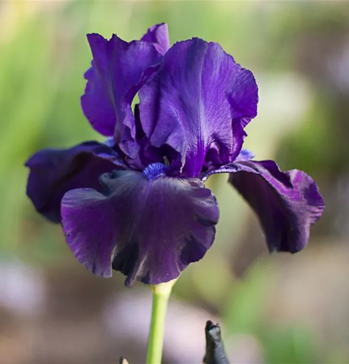 Iris x germanica 'Night Owl'