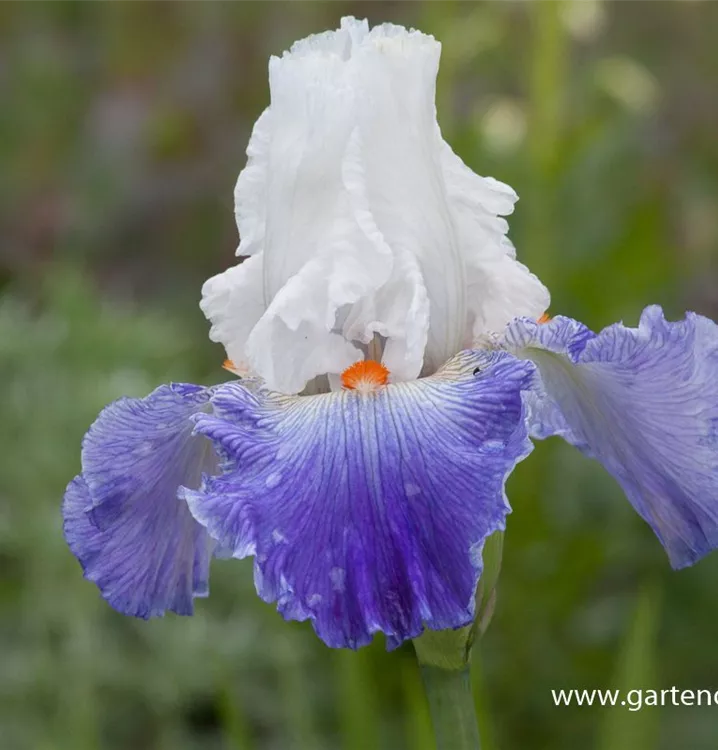 Iris x germanica 'Parisien'