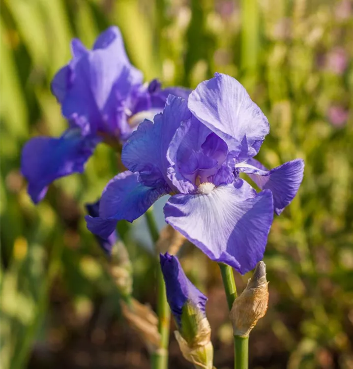 Iris x germanica 'Foamy Wave'