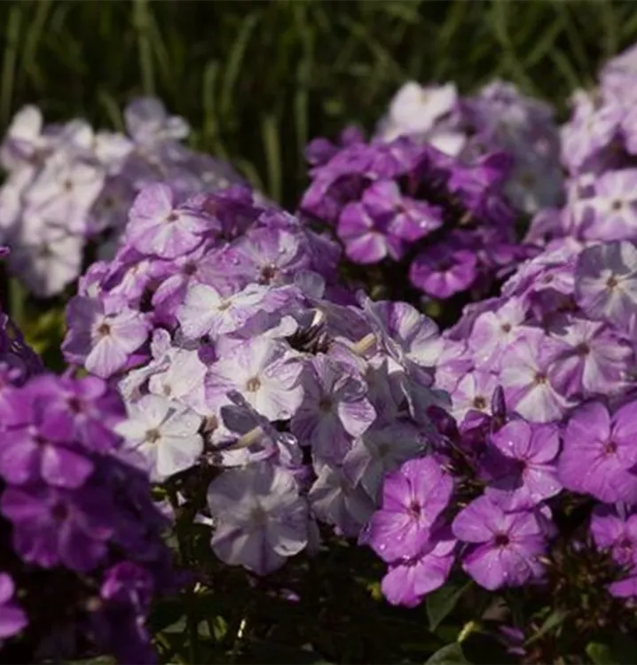 Phlox paniculata 'Freckle Blue Shades' -R-