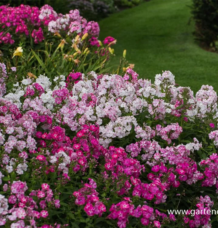 Phlox paniculata 'Potpourri'