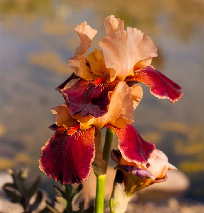 Iris x germanica 'Wine and Roses'