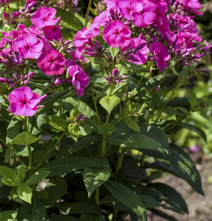 Phlox paniculata 'Cosmopolitan'